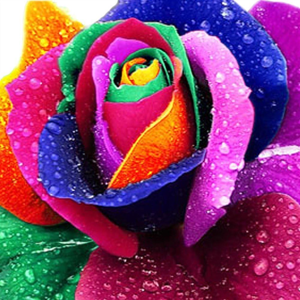 200 pcs Colorful Rainbow Rose Flower Seeds Petal Plants Home Garden Yard Decor
