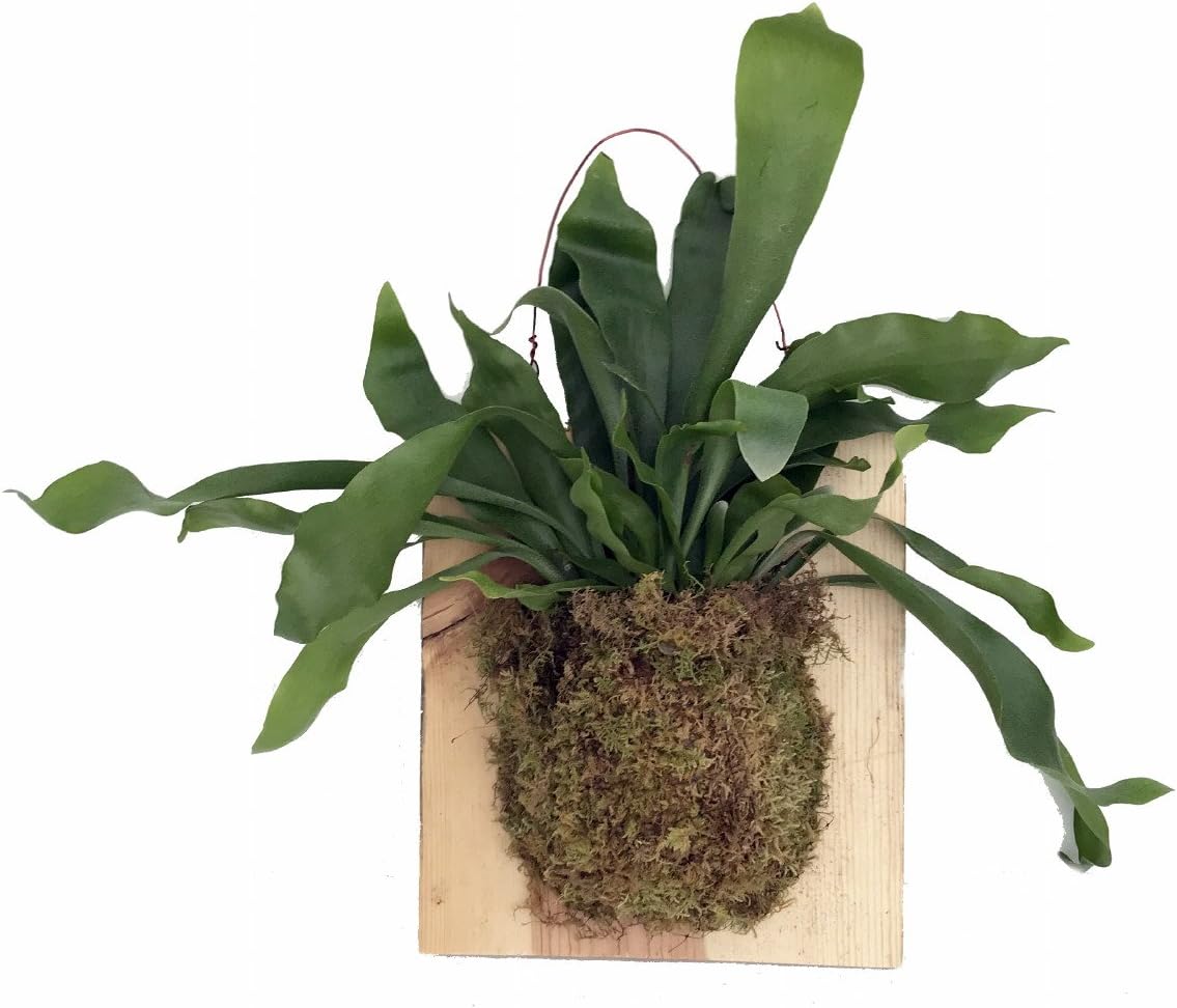Large Live Staghorn Fern Mounted on Natural Wood Plaque