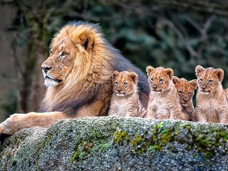 Amazon Com Family Lion Art Print On Canvas 40x60 Cm Unframed Posters Prints Amazon Com Family Lion Art Print On Canvas 40x60 Cm Unframed Posters Prints
