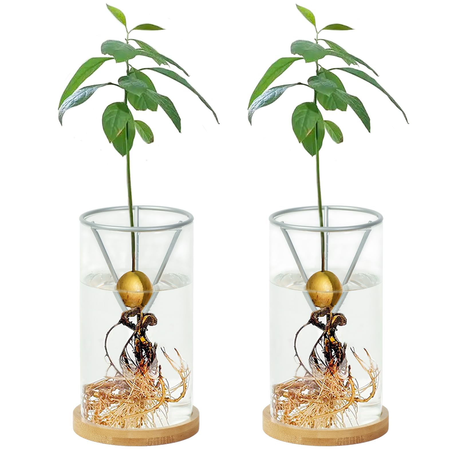 Photo 1 of 2 Pack Avocado Tree Growing Kits, Avocado Growing Vase Wooden Base Avocado Seed Starter Vase Glass Plant Pot Easy Seed Sprout Starter Gift for Women Gardening Lovers Home Office Table Decoration