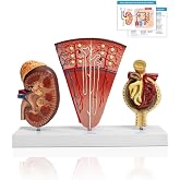 JNMFTD Human Kidney Model,3-Part enlarge Nephron Glomerulus Renal Structure Anatomy Model with Base Product Manual Card for Medical Education Urologists Patient Consultation Learning Study Tool