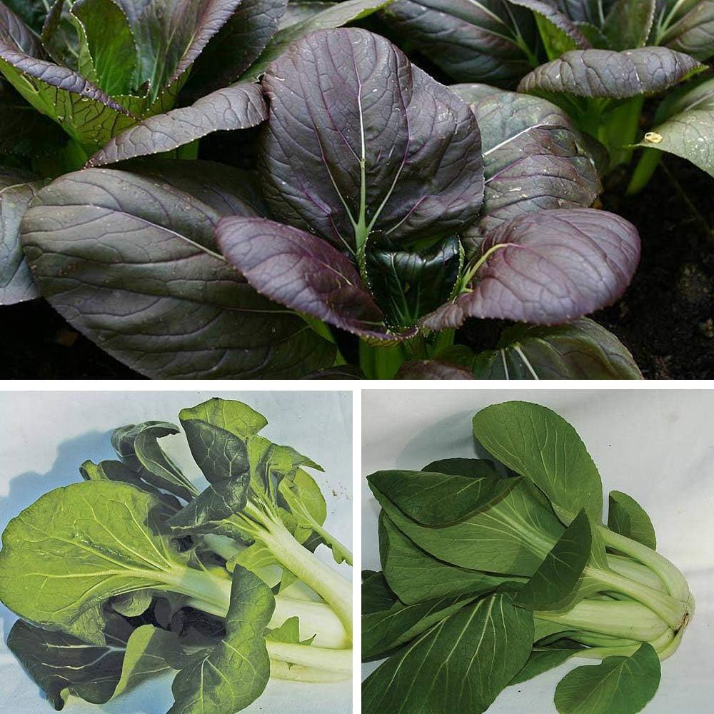 Pak Choi ‘Tricolour Mix’, Brassica Rapa 1 Packet (125 Pak Choi Seeds) by Thompson and Morgan