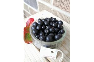 Hundredfold 20 Black Chokeberry Seeds – Aronia melanocarpa Aronia Berries Adaptive Canadian Native Bush, Perfect Lawn Shrub o