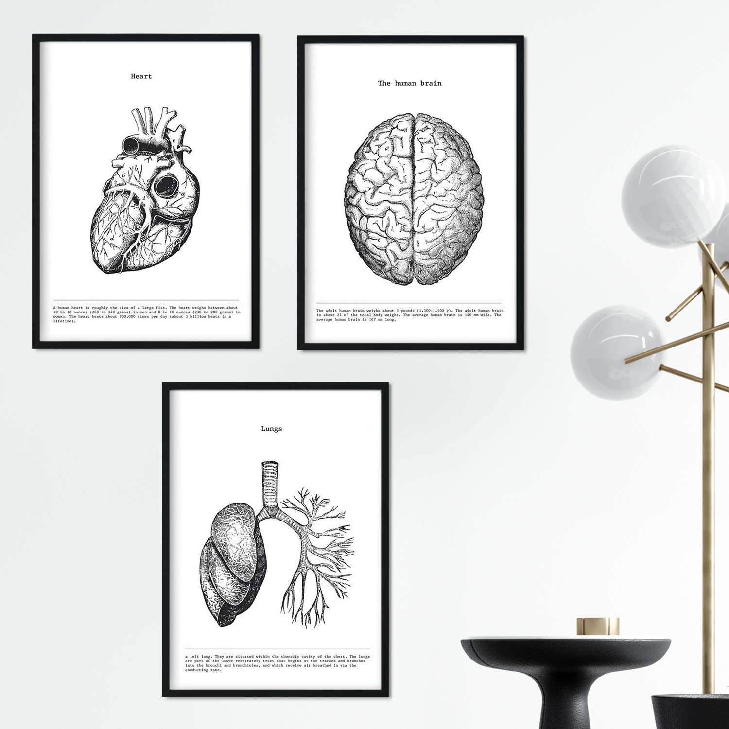 Nacnic set of 3 anatomy posters | vintage style wall decoration of heart, brain and lungs | black and white style of human body anatomy | a3 size | decoration for room, walls, office, business...