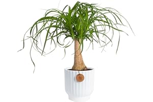 Costa Farms Ponytail Palm Live Plant in Decorative Pot, Easy to Maintain Indoor Houseplant, Perfect for Home, Room, or Office Decor, Great House Warming or Birthday Gift, 12-22 Inches Tall