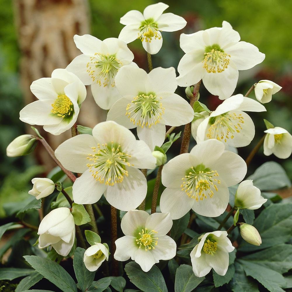 Helleborus niger White Christmas Rose 2 plants Amazon.co.uk Garden