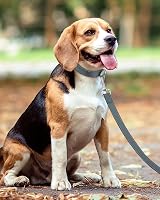 Taglory Dog Leash for Medium Large Dogs Reflective Padded Handle 2.5 cm x 180 view 6