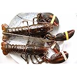 高級特大活オマールエビ（ロブスター）(500g～５５０g）2尾[カナダ産]