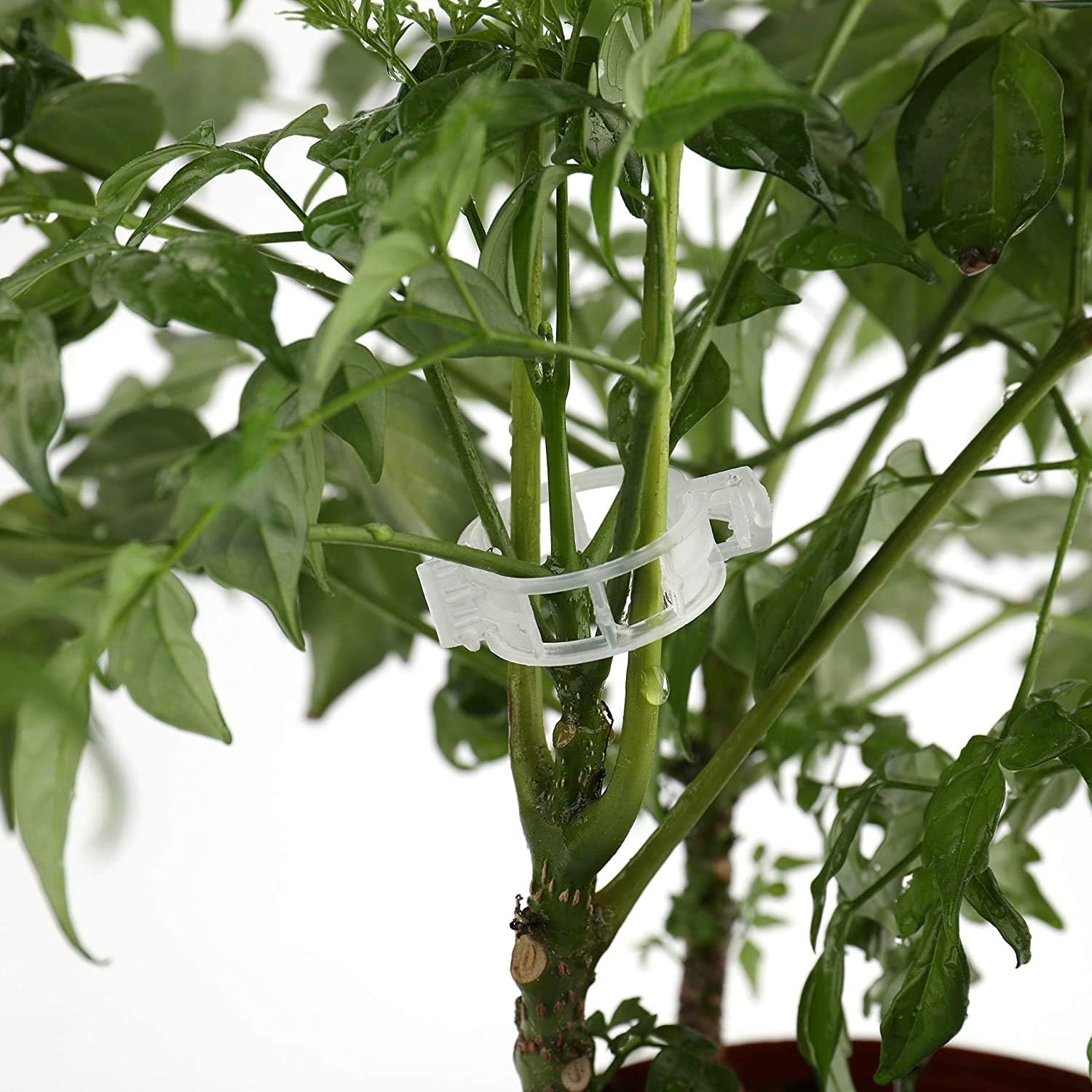 auvstar Clips de planta, Clips Cantaloupe, Clips de plástico ...