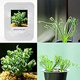 Lithops pseudotruncatella