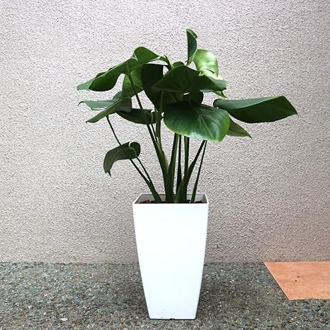 Amazon Co Jp モンステラ 観葉植物 中型 7号プラスチック鉢 鉢底からの高さ 約60cm 葉張り 約40cm 品種で選べる観葉植物 リビングやオフィスに置きやすい7号サイズ 1個 学名 Monstera サトイモ科 モンステラ属 原生地 熱帯アメリカ 葉形の面白いモンステラ