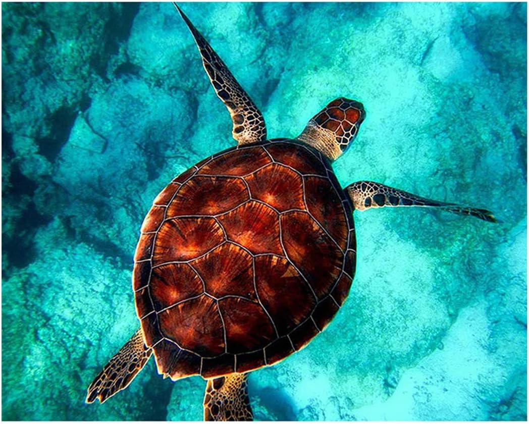 Paint by Numbers Anti Stress for Adults Sea Turtle Marine Animal Number Painting