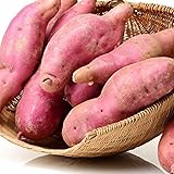 QAUZUY GARDEN Sweet Potato Seeds 100 Pcs Pink