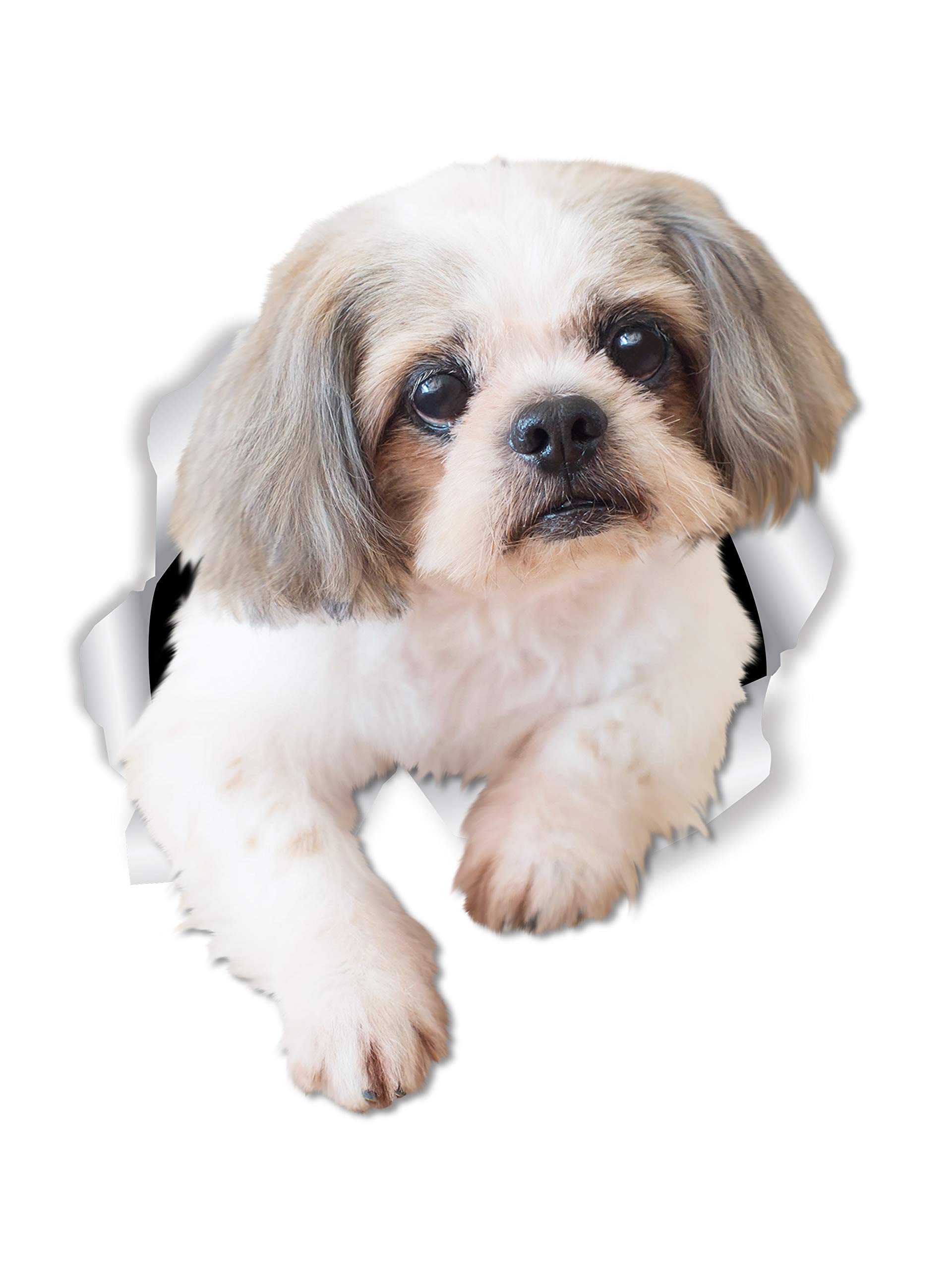 Winston & Bear Curious Shih Tzu Dog Wall Decals - 2 Pack - Shih Tzu Dog Toilet Sticker – 3D Dog Car Window and Bumper Sticker - Retail Packaged Shih Tzu Lover Gifts