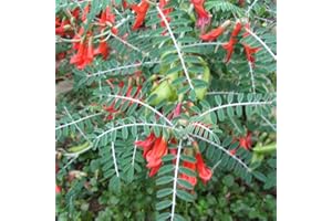 Palm Beach Medicinal Herbs - Cancer Bush (Sutherlandia frutescens) - Packet of 10 Seeds