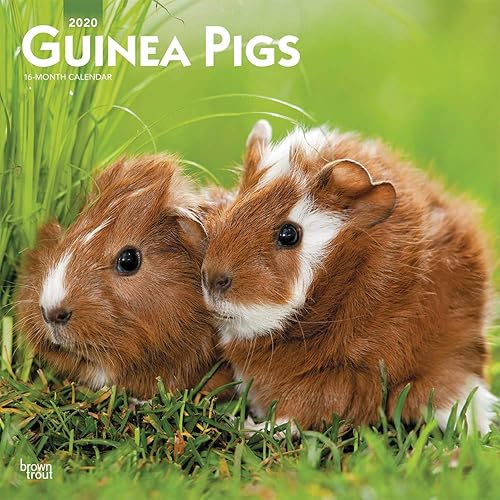Download Guinea Pigs 2020 Calendar PDF