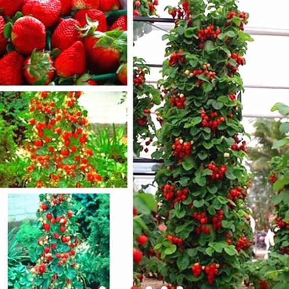 Climbing Strawberry Seeds,Catkoo 50 Pcs Red Strawberry Seeds Home Garden Fruit Potted Decoration