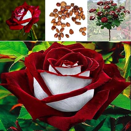 Dyyicun12 - Juego de 100 semillas de rosa rubí rojo y blanco para ...
