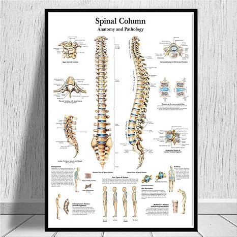 Amazon Com Liwendi Poster And Print Anatomy Human Medical Spine Knee Joint Foot Painting Art Wall Picture Living Room Home Decoration Without Photo Frame 50 70cm Posters Prints Amazon Com Liwendi Poster And Print Anatomy Human Medical Spine Knee Joint Foot Painting Art Wall Picture Living Room Home Decoration Without Photo Frame 50 70cm Posters Prints