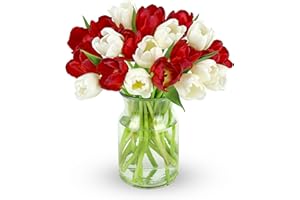Benchmark Bouquets - 20 Stem Seasonal Tulips (Glass Vase Included) - Fresh Flowers for Next Day Delivery - Gift for Christmas, Birthday, Anniversary, Get Well, Congratulations, Valentine's Day