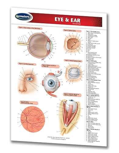 Eye & Ear Chart - Medical - Quick Reference Guide by Permacharts in ...