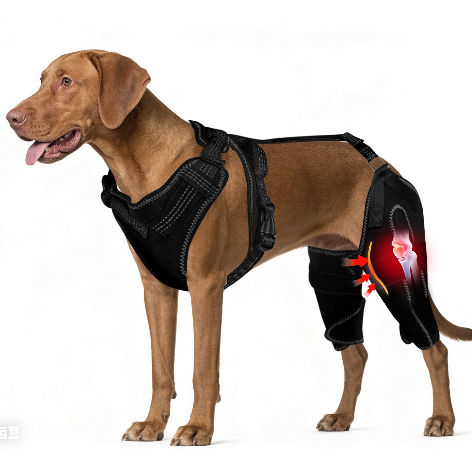 Photo 1 of Arvion Dog Knee Brace for Torn ACL Hind Leg, Adjustable Dog Leg Braces for Back Leg with Metal Stabilizers, Better Recovery Knee Brace for Rear Leg Cruciate Ligament Injuries