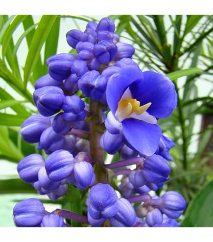 Amazon.com : Blue Ginger Plant Root Live Rhizomes from Hawaii 1 Pk