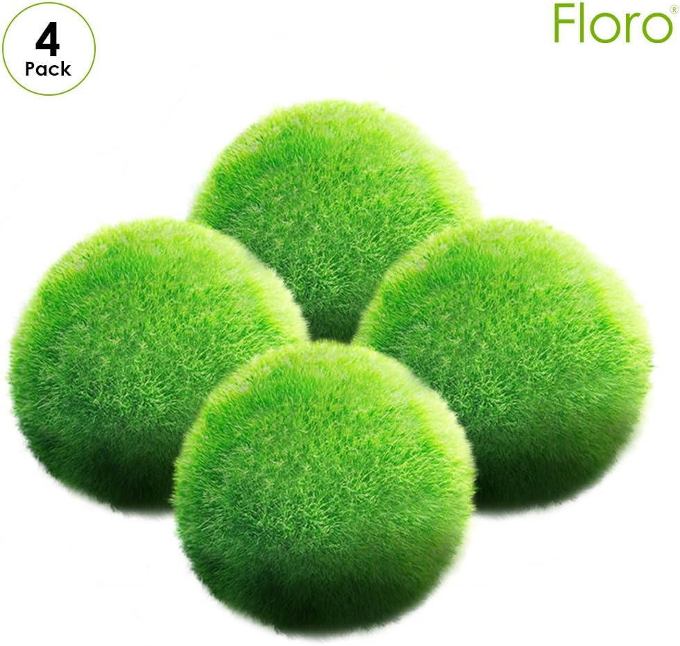 Floro Large Marimo Moss Balls, 1.2 Inches, Living Plant for Beginner Gardener or Experienced Horticulturist, 4-Pcs per Pack