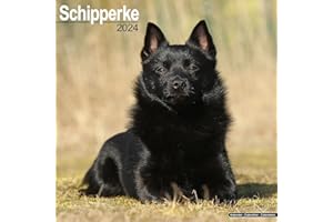 Schipperke Calendar 2024 | Square Dog Breed Wall Calendar - 16 Month: Original Avonside-Kalender [Mehrsprachig] [Kalender]