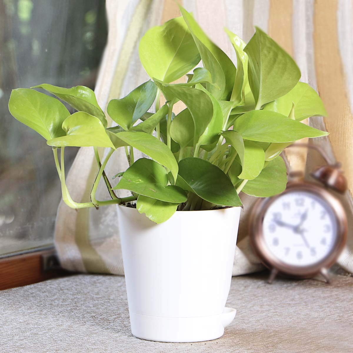 Ugaoo Golden Money Plant Indoor With Sel Buy Online In Cayman Islands At Desertcart