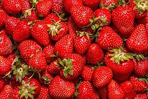 CZ GRAIN (Best) Jewel Strawberry Plants - Bare Root Plants to Grow Strawberries - Ready to Ship - No Ship to California (10 Strawberry Plants)