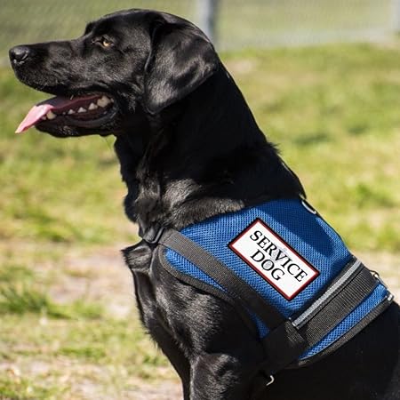 amazon service animal vest