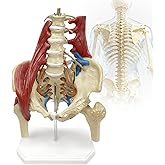 Lumbar Spine Model with Nerves, Female Pelvis Model Anatomy 1:1 Life Size Nerves Hip Joint Muscle Model Removable Movable Femur Heads Product Manual Card for Medical Education Study
