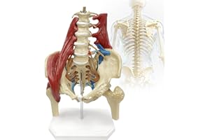 DSFGFRR Lumbar Spine Model with Nerves, Female Pelvis Model Anatomy 1:1 Life Size Nerves Hip Joint Muscle Model Removable Movable Femur Heads Product Manual Card for Medical Education Study