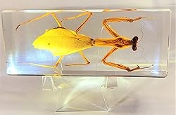 4.3" Real Praying Mantis in Crystal Clear Lucite