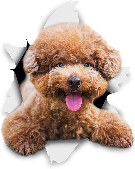 Amazon Co Jp Winston Bear 3d犬ステッカー 2パック ウォールについてブラウンプードル 笑顔 冷蔵庫 トイレ もっとブラウンプードル犬のステッカー ホーム キッチン