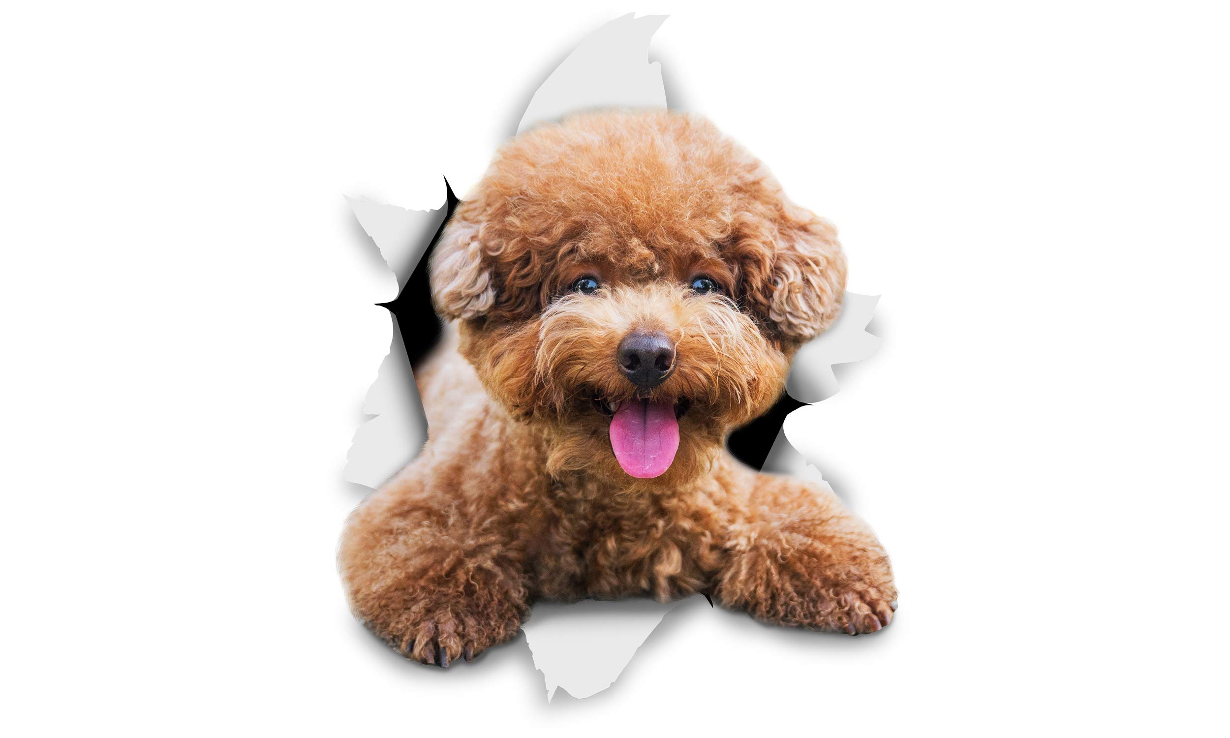 Winston & Bear 3D Dog Stickers - 2 Pack - Smiling Brown Poodle for Wall, Fridge, Toilet and More - Retail Packaged Brown Poodle Dog Stickers