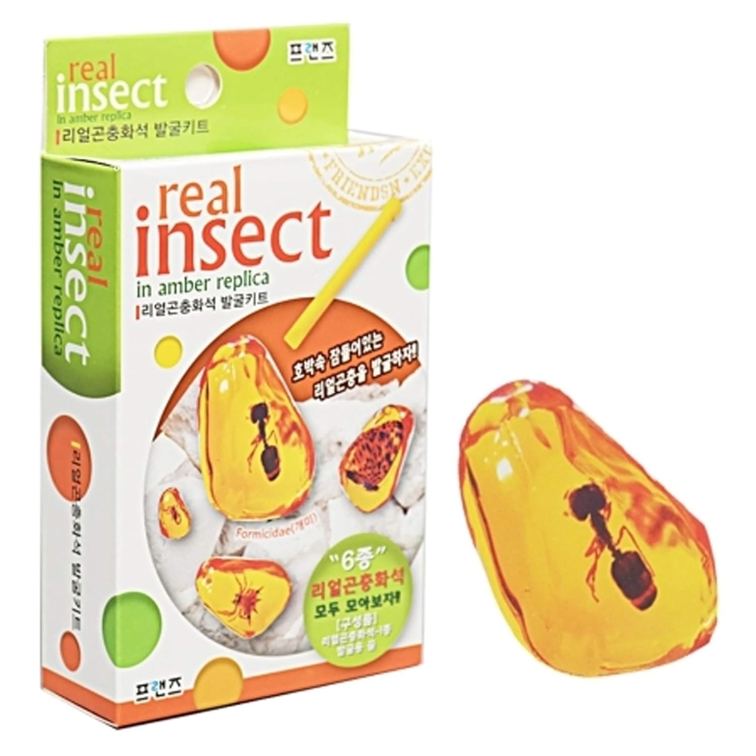 Real Insect Fossil Excavation Kit, Real Bug Dig in Amber