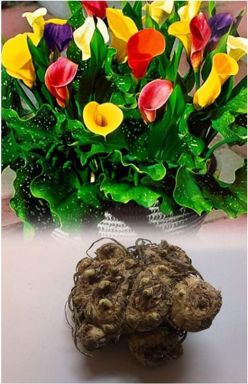 GARTHWAITE NURSERIES® : - UK Stockist : - 5 Zantedeschia Mixed Calla (Arum) Lily Bulbs/Rhisomes Mixed Colours Summer Flowering Perennial