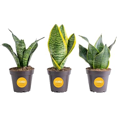 best soil for fiddle leaf fig Fiddle Leaf Fig Plant Food : Fiddle Leaf Treats Fertilizer main image 0