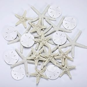 Jetec 24 Pieces Resin Starfish Assorted Sand Dollar Ornament Starfish Ornaments Starfish for Crafts White Starfish Wall Decor Beach Starfish Decor for Wedding Party Decor DIY Craft Supplies