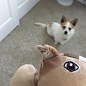 kong ballistic squirrel