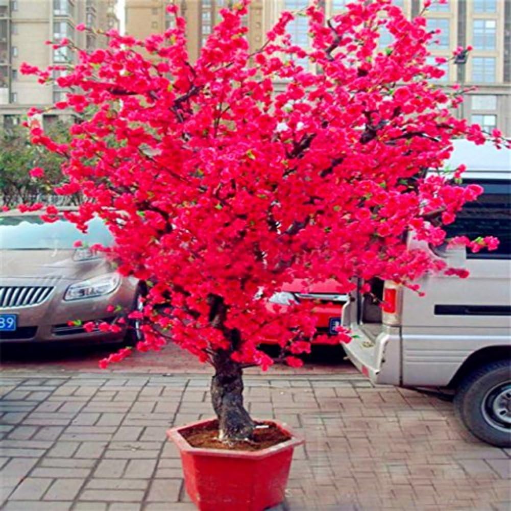 Moresave 20Pcs Rare Japanese Sakura Seeds Red Cherry Blossoms Seeds Home Garden Bonsai Plants