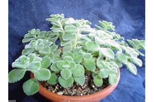 WBUT2023 Broad Leaf Thyme AKA Cuban Oregano, Spanish thyme, Mexican thyme