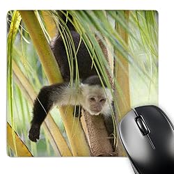3D Rose "Honduras Bay Islands Roaten Spider