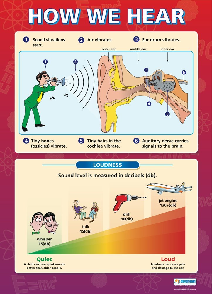 How We Hear | Science Posters | Laminated Gloss Paper measuring 850mm x 594mm (A1) | Science Charts for the Classroom | Education Charts by Daydream Education