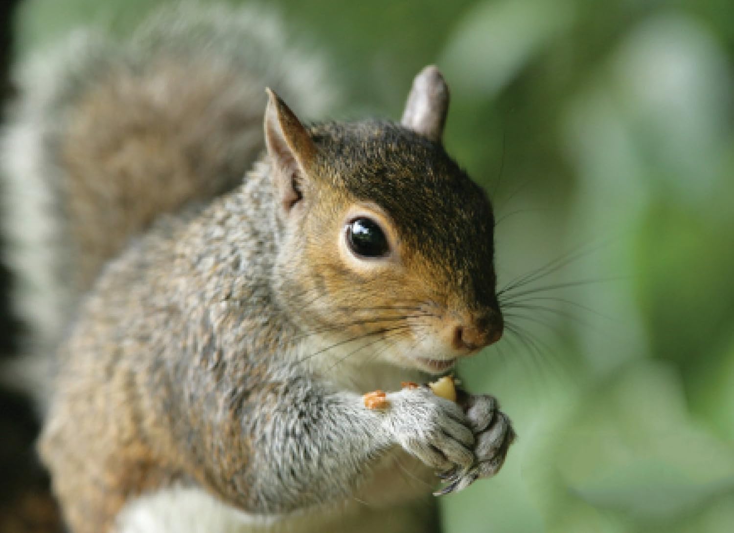 Audubon Park 12243 Critter Crunch Wild Bird and Critter Food, 15-Pounds : Garden & Outdoor