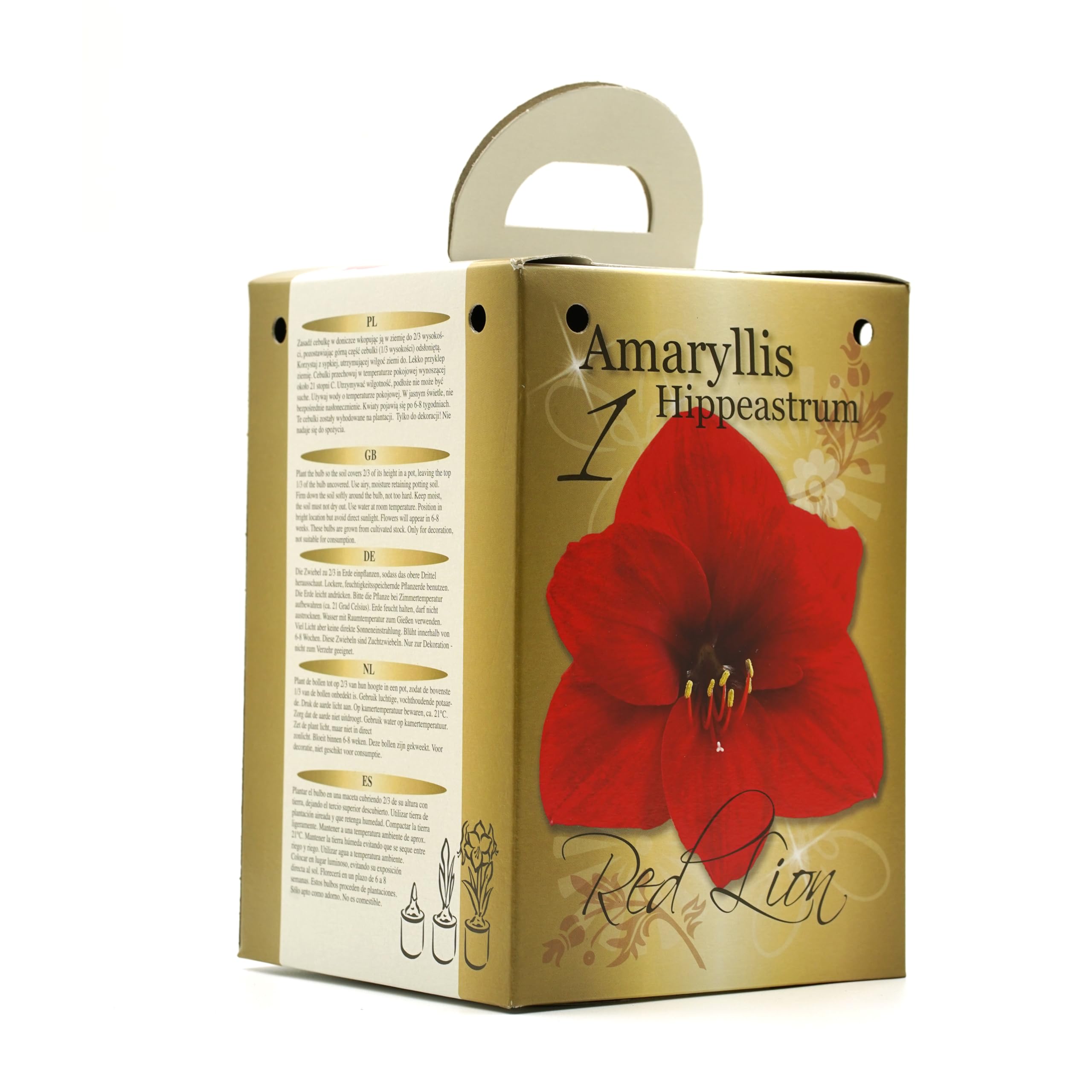 Red & White Amaryllis Flowering Gift Box | Complete Kit with Bulbs | Perfect Festive Flowers | Potting Compost & Pot | Festive Christmas Packaging