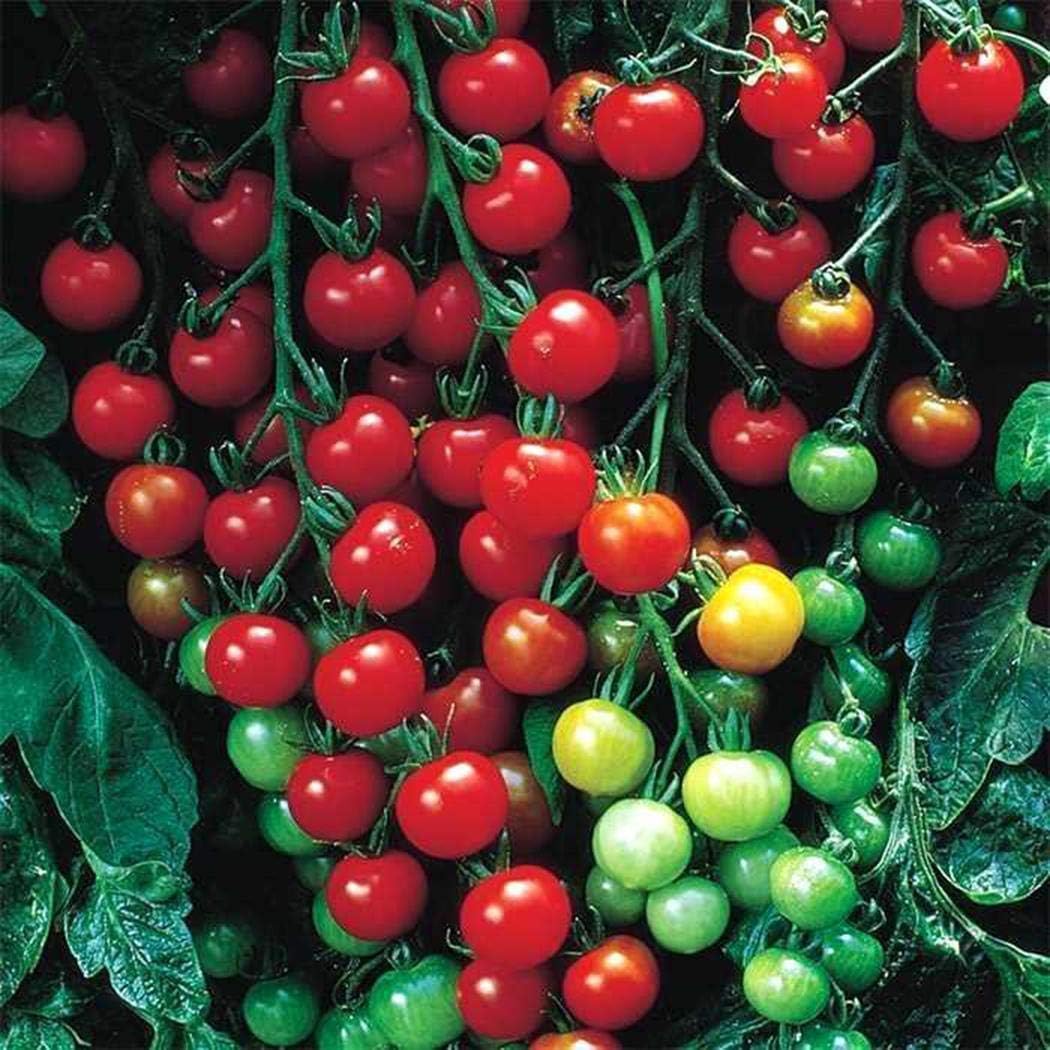 Civilys Seeds-50Pcs Sugar Sweetie Cherry Tomato Seeds Tiny Tim Tomato Seeds - Patio Tomato, Dwarf Heirloom Vegetable Seeds for Planting