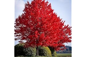 Red Maple Seeds for Planting Outdoors, Heirloom Maple Tree Seeds, 25+ Count